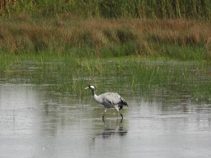 Gespotte Kraanvogel