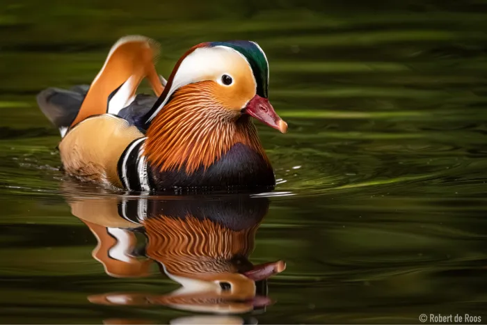 Gespotte Mandarijneend