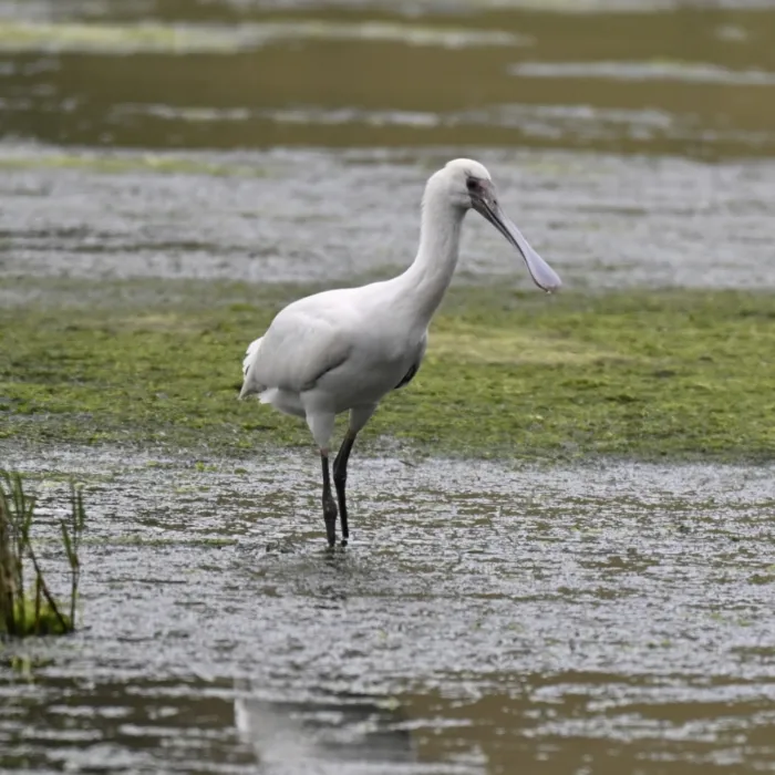 Gespotte Afrikaanse lepelaar