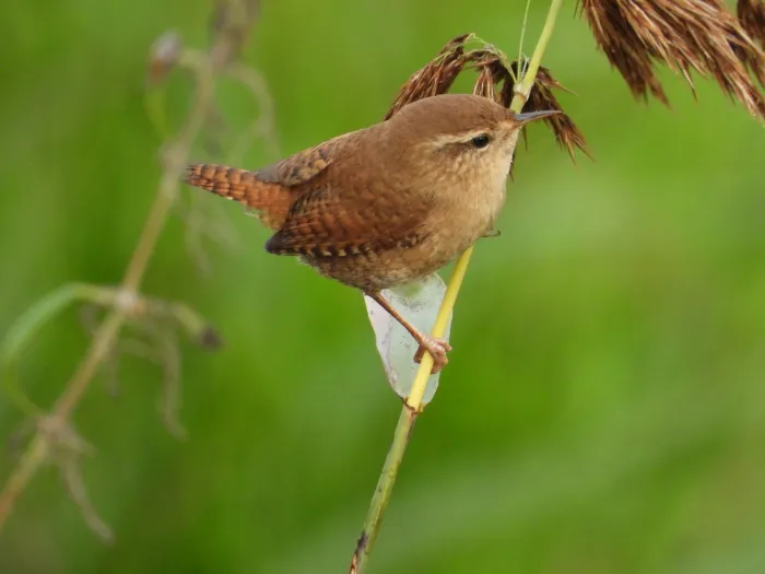 Gespotte Winterkoning