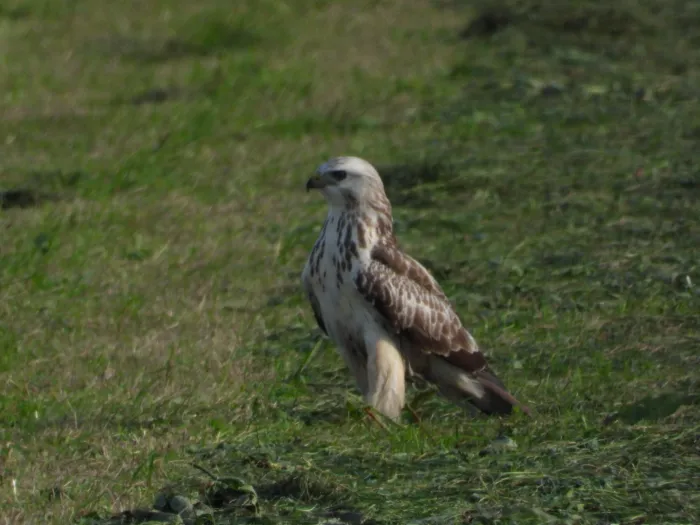 Gespotte Ruigpootbuizerd
