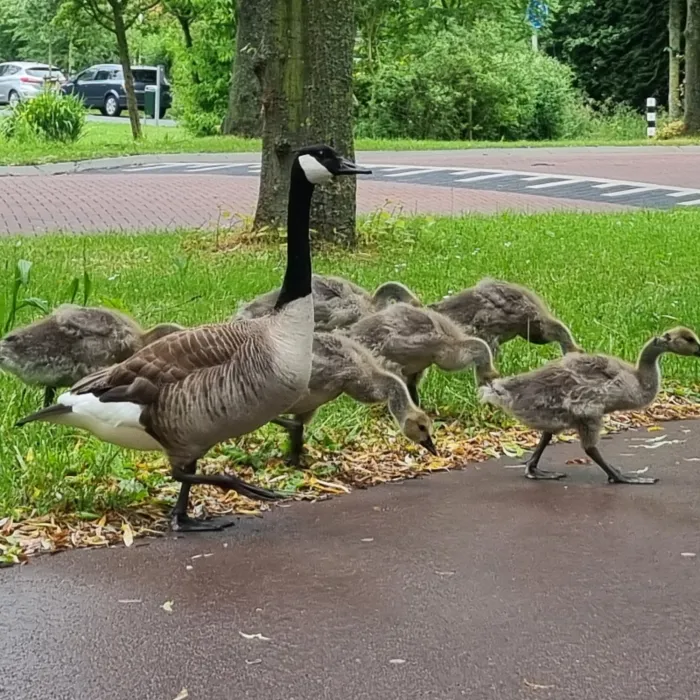 Spotted Canada Goose
