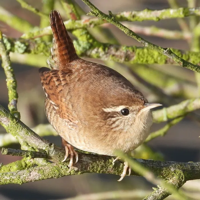 Gespotte Winterkoning