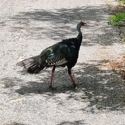 Gespotte Pauwkalkoen