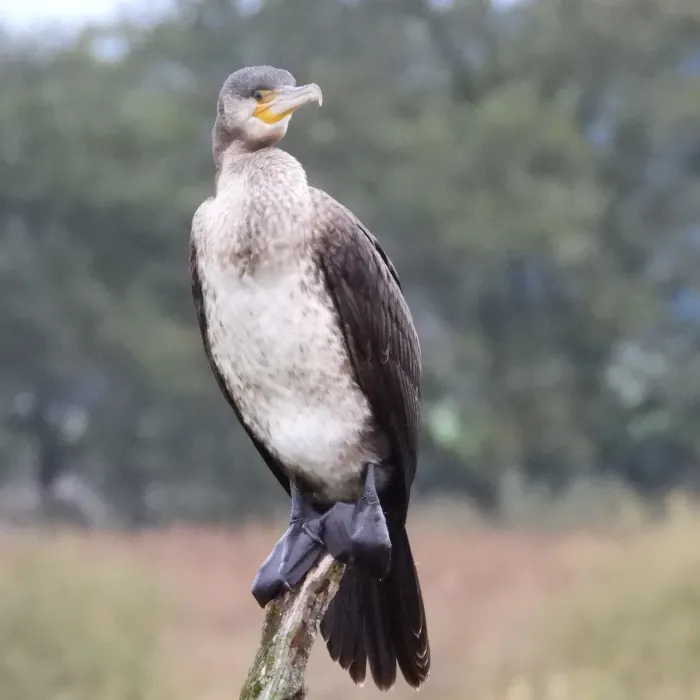 Gespotte Aalscholver