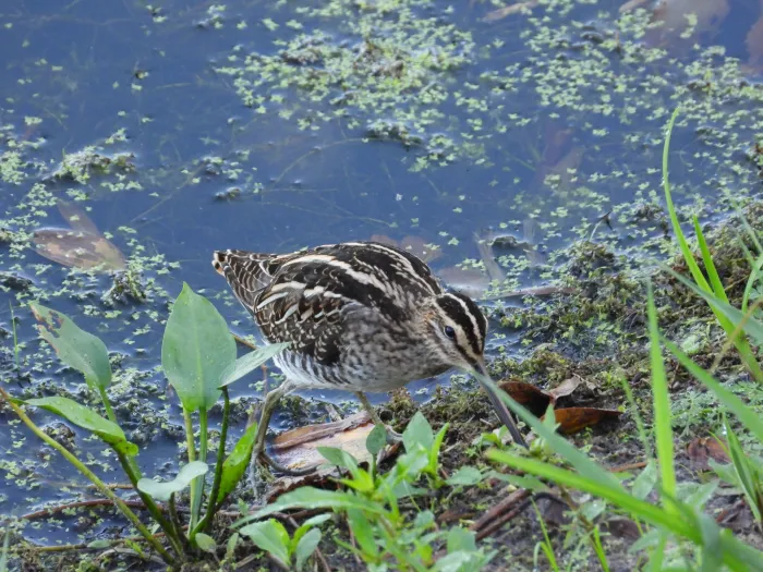 Spotted Common Snipe