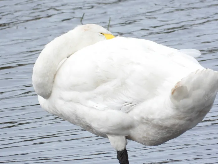 Gespotte Wilde zwaan