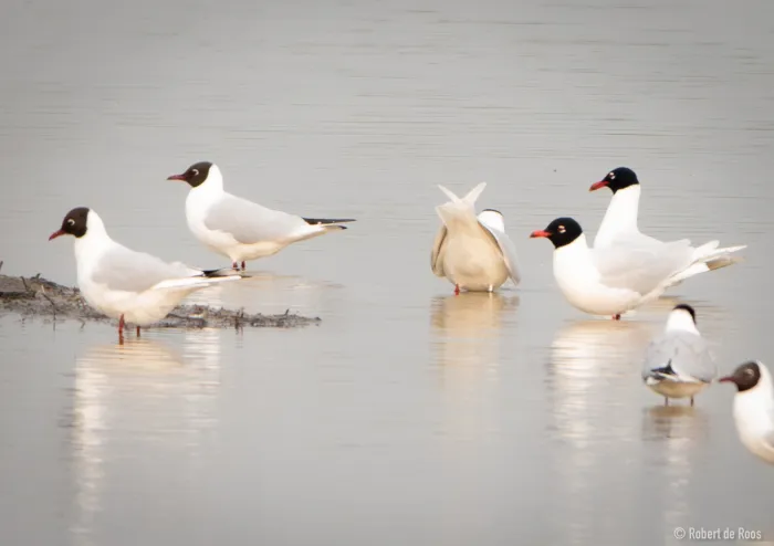 Gespotte Zwartkopmeeuw