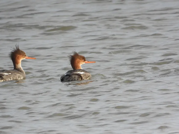 Gespotte Middelste zaagbek