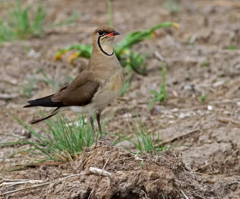 Collared Pratincole, Glareola pratincola