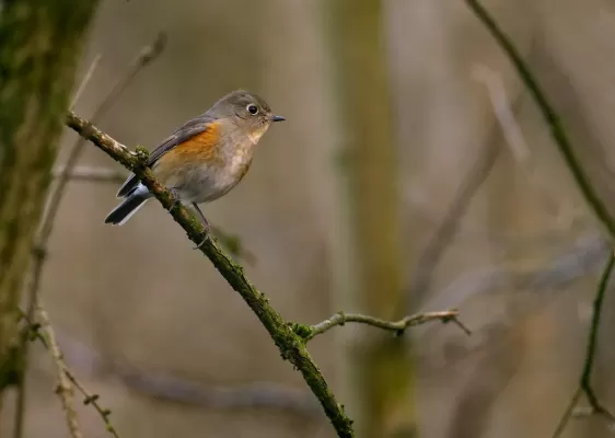Blauschwanz (Tarsiger cyanurus), Henri-Chapelle, Ostbelgien