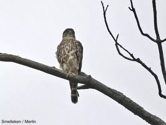09803 Smelleken / Merlin