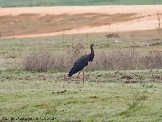 03404 Zwarte Ooievaar / Black Stork