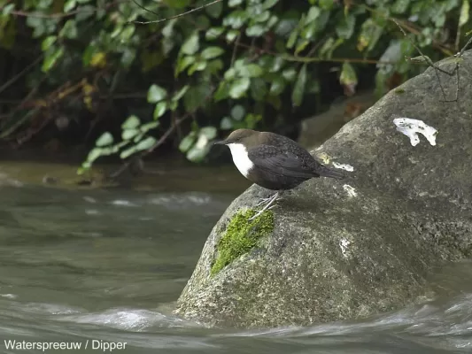 25402 Waterspreeuw / Dipper