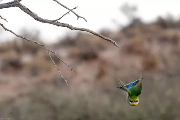 Dive bomb...