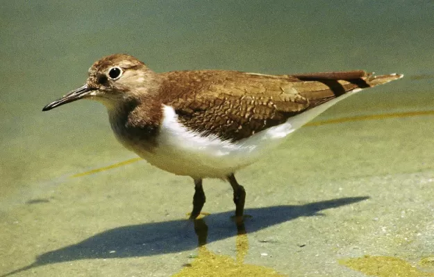 Common Sandpiper, Actitis hypoleucos