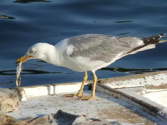 Larus michahellis - Yellow-legged Gull - Geelpootmeeuw