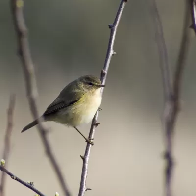 Phylloscopus trochilus