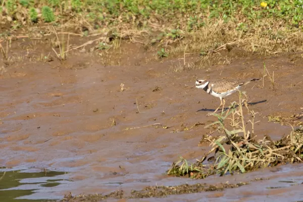 Killdeer