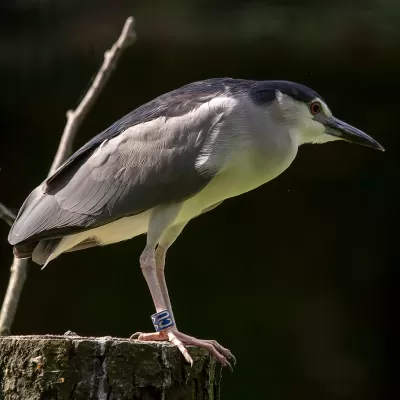 Nycticorax nycticorax
