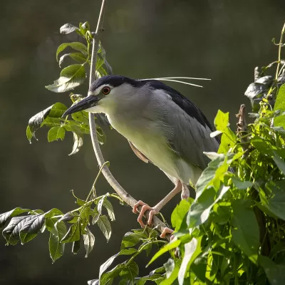 Nycticorax nycticorax