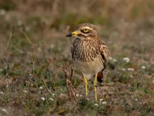 Eurasian Stone-curlew (Eastern Canary Island sub-species), Tao, Lanzarote