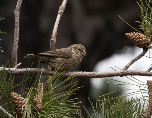 Juvenile Crossbill