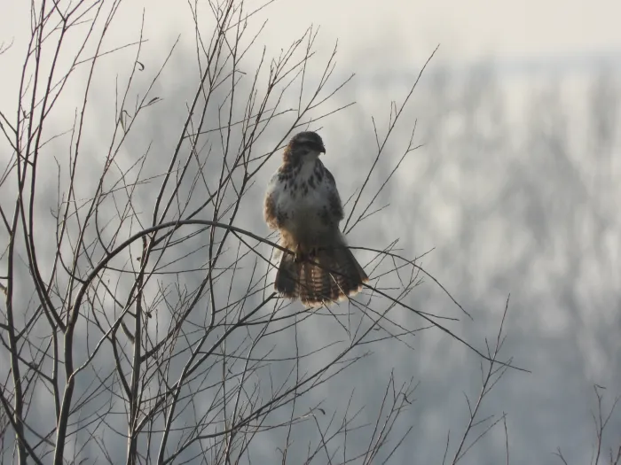 Gespotte Buizerd