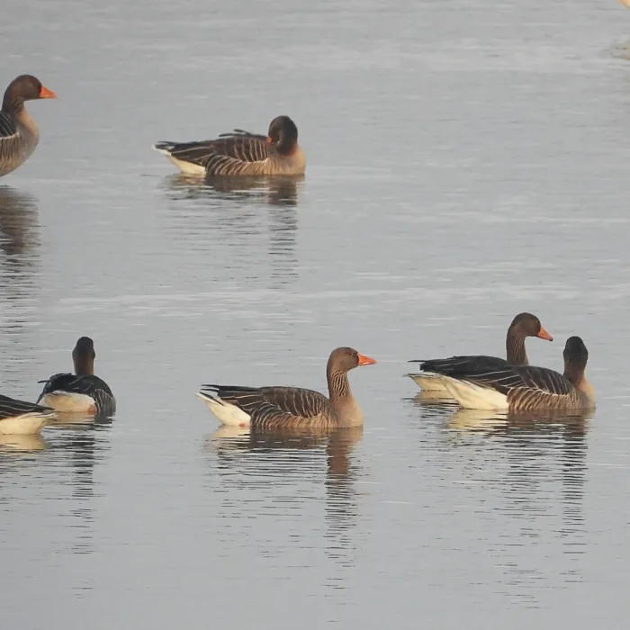Gespotte Grauwe gans
