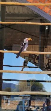 Gespotte Zuidelijke geelsnavelneushoornvogel