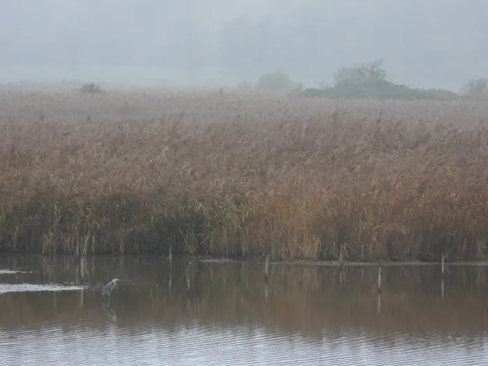 Gespotte Blauwe reiger