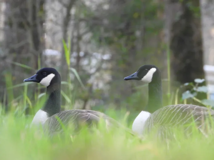 Gespotte Grote Canadese gans