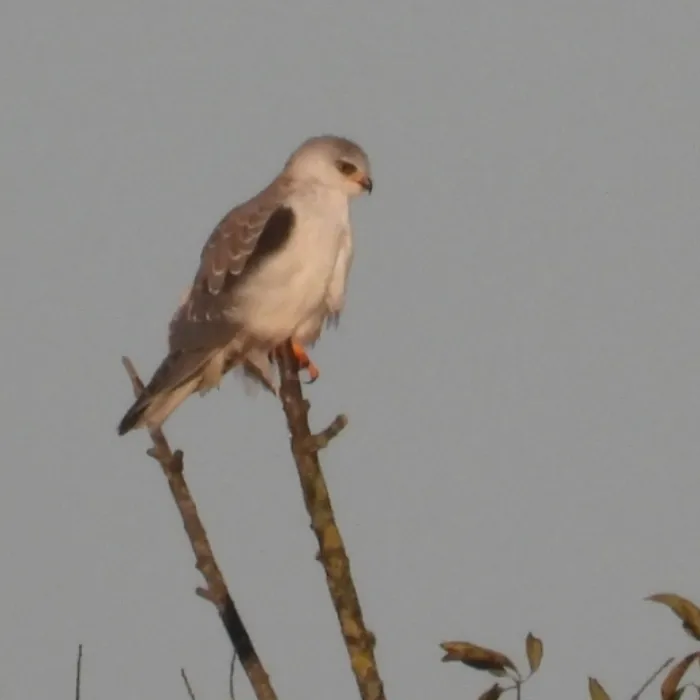 Gespotte Grijze wouw