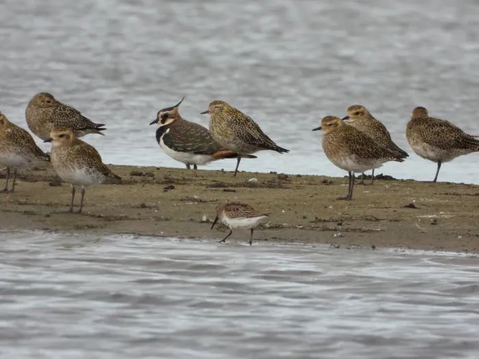 Gespotte Bonte strandloper