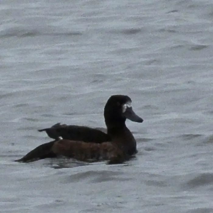 Spotted Greater Scaup