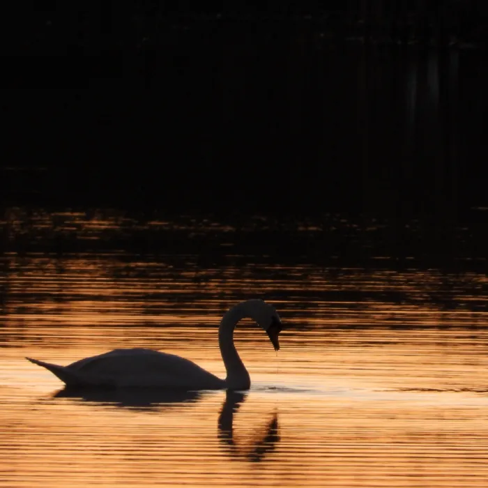Gespotte Knobbelzwaan