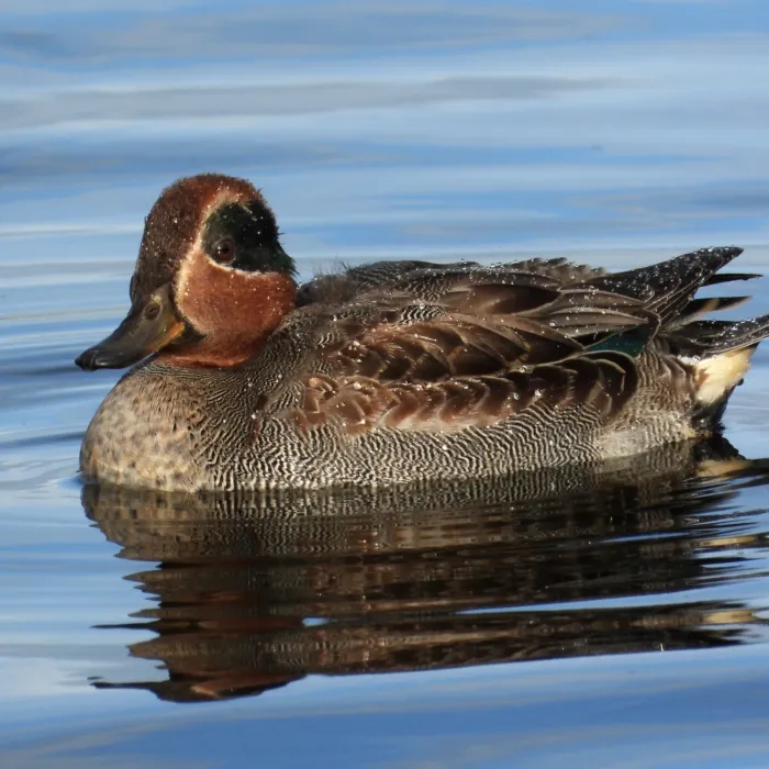 Gespotte Wintertaling