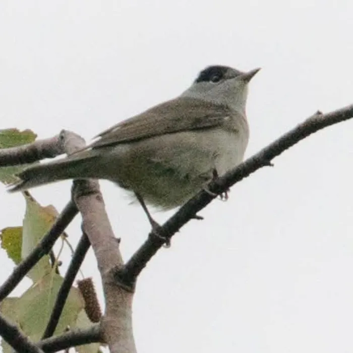 Gespotte Zwartkop