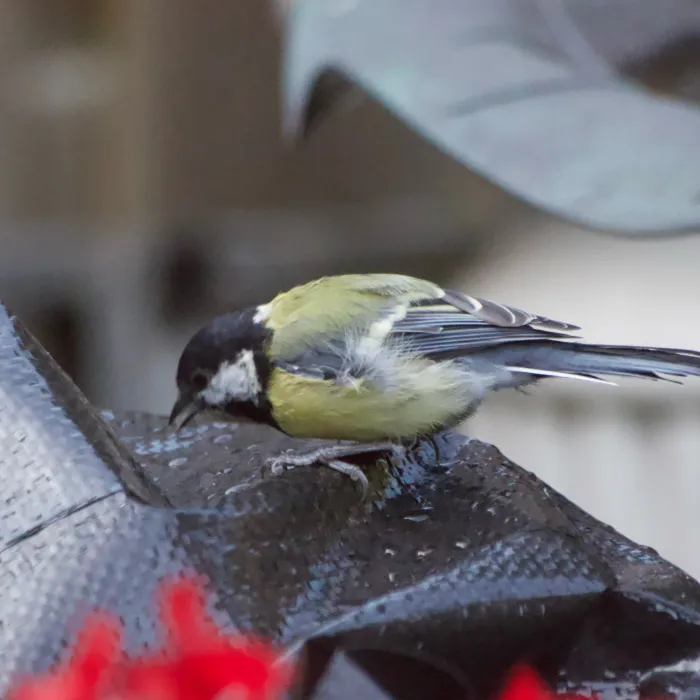 Spotted Great Tit