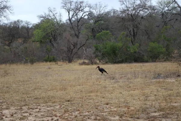 Gespotte Zuidelijke hoornraaf