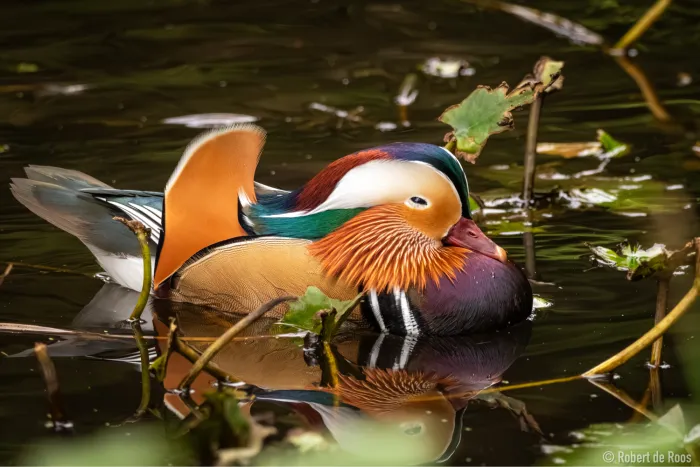 Gespotte Mandarijneend