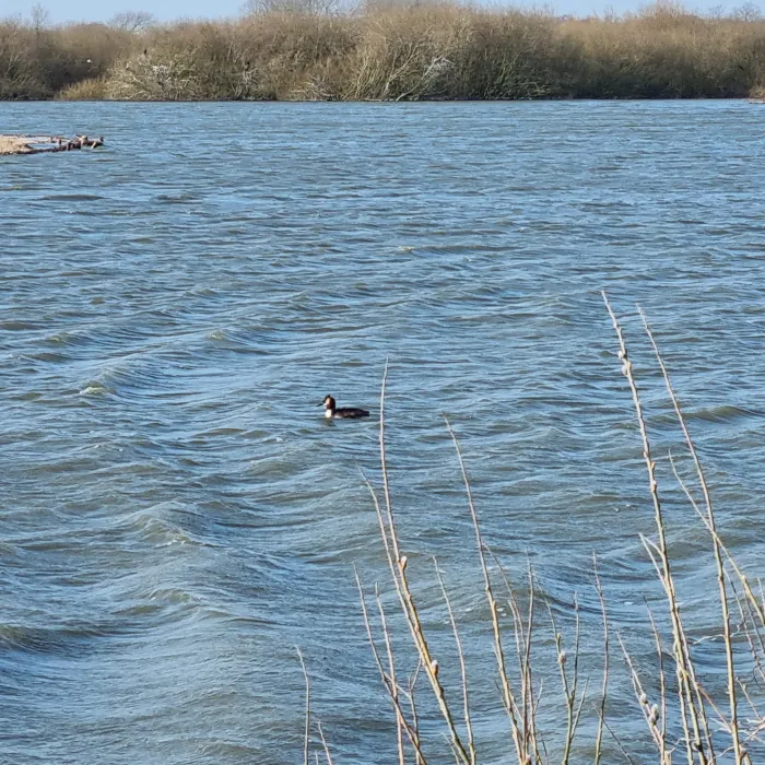 Spotted Great Crested Grebe