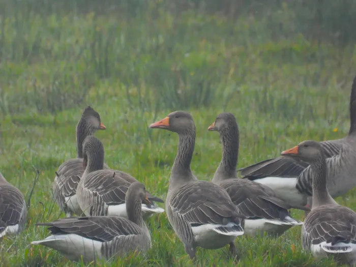 Gespotte Grauwe gans
