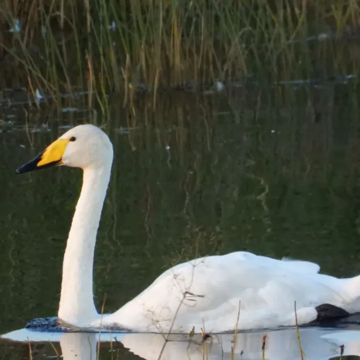 Gespotte Wilde zwaan