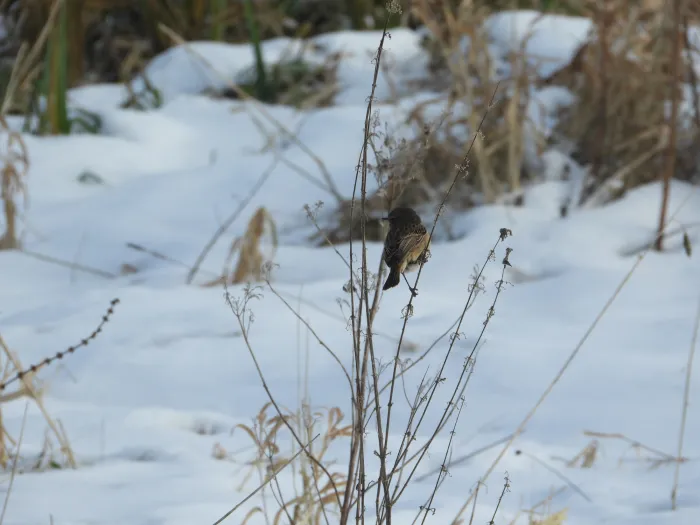 Gespotte Roodborsttapuit