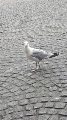 Gespotte Zilvermeeuw