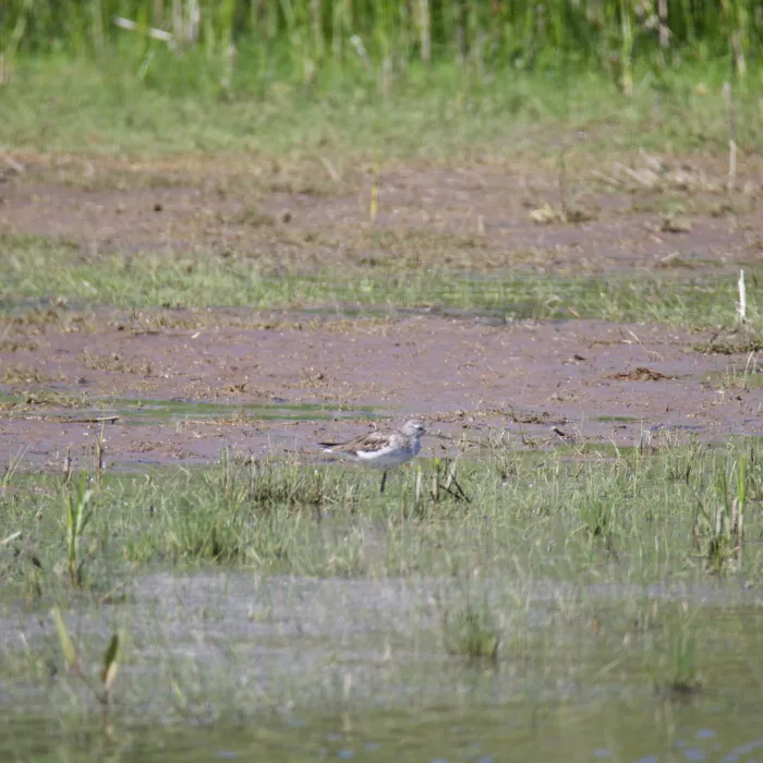 Gespotte Groenpootruiter