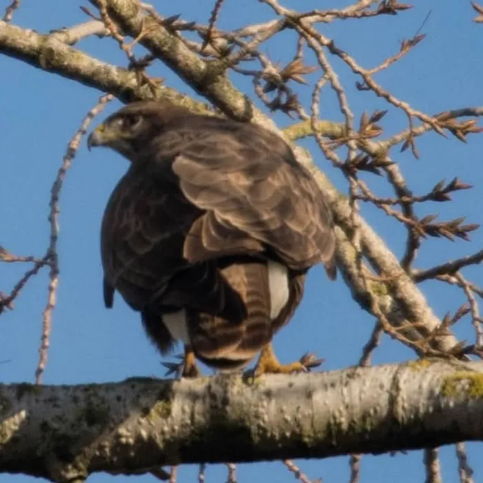 Gespotte Buizerd