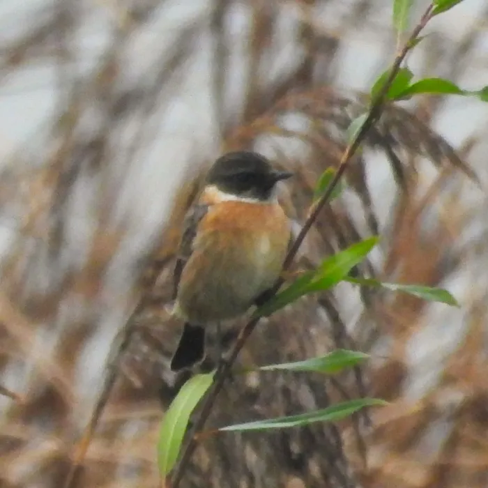 Gespotte Roodborsttapuit