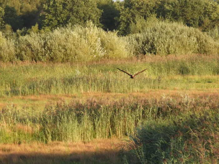 Gespotte Bruine kiekendief